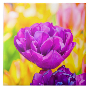 Azulejo De Cerâmica Tulipas Encantando 15