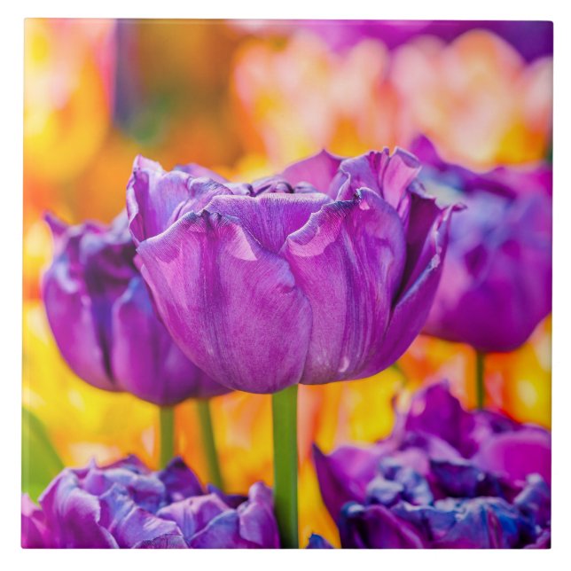 Azulejo De Cerâmica Tulipas Encantando Roxo (Frente)