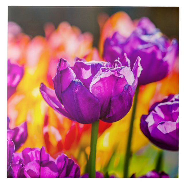 Azulejo De Cerâmica Tulipas Encantando Roxo (Frente)