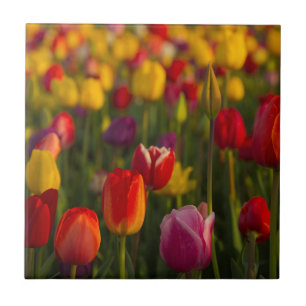 Azulejo De Cerâmica Tulipas, Festival de Tulipas, Woodburn, Oregon, EU