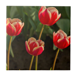 Azulejo De Cerâmica Tulipas, Festival de Tulipas, Woodburn, Oregon, EU