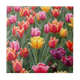 Azulejo De Cerâmica Tulipas Holandesas