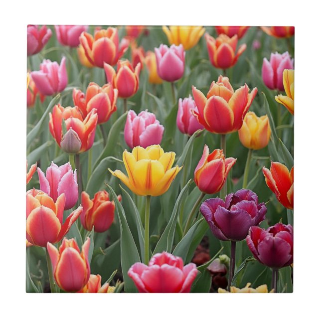 Azulejo De Cerâmica Tulipas Holandesas (Frente)