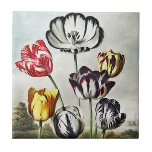 Azulejo De Cerâmica Tulipas Multicolor em Estilo Regency Mal-humorado