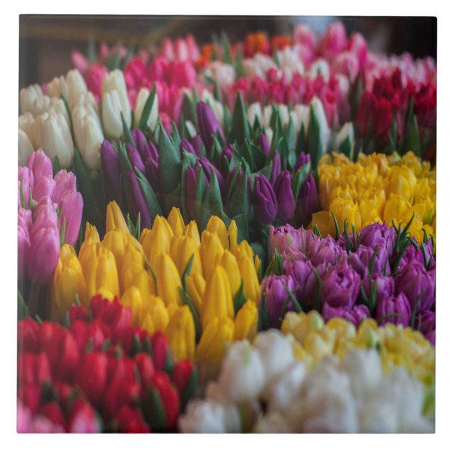 Azulejo De Cerâmica Tulipas Multicoloridas (Frente)