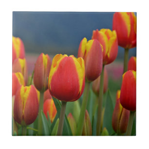 Azulejo De Cerâmica Tulipas para a mãe