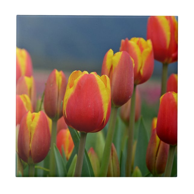Azulejo De Cerâmica Tulipas para a mãe (Frente)