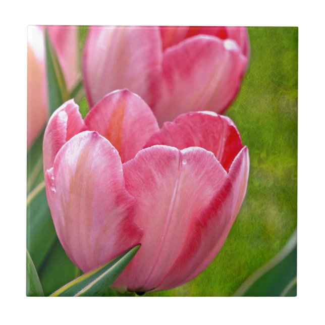 Azulejo De Cerâmica Tulipas Rosa (Frente)
