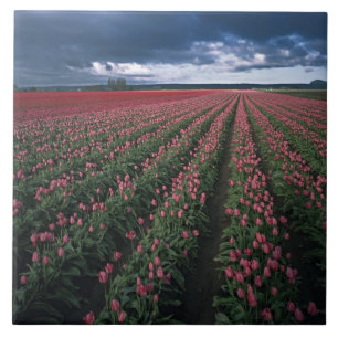 Azulejo De Cerâmica Tulipas rosa brilhante e vermelho brilham sob o es