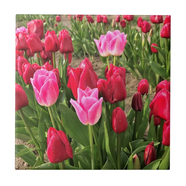 Azulejo De Cerâmica Tulipas Rosa e Vermelha (Frente)