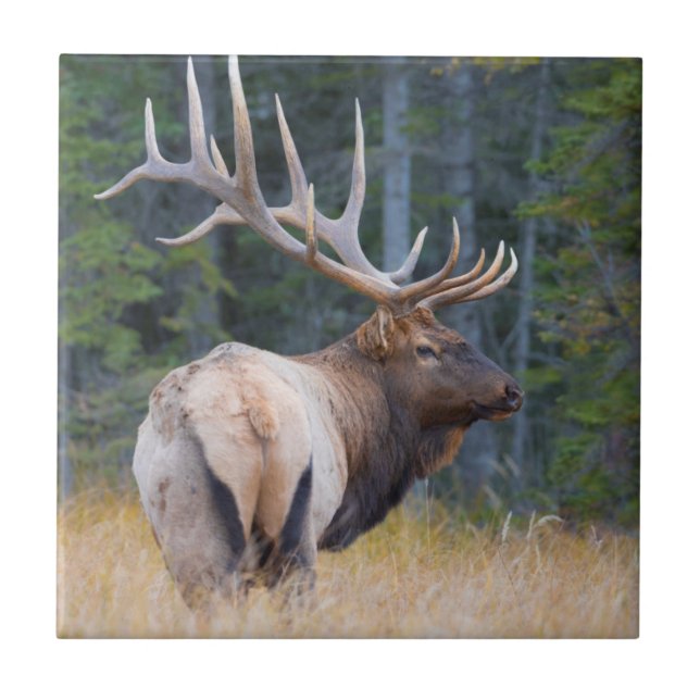 Azulejo De Cerâmica Uapiti Canadense Macho (Frente)