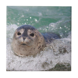 Azulejo De Cerâmica Um bebê foca surfando