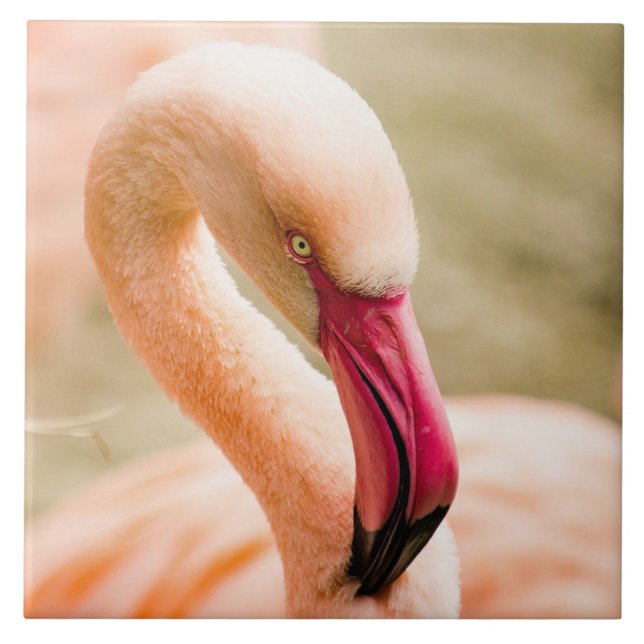 Azulejo De Cerâmica Um Belo Flamingo Rosa (Frente)