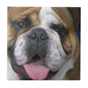 Azulejo De Cerâmica Um bulldog inglês na Bélgica