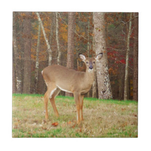 Azulejo De Cerâmica Um Caçador de Sonhos