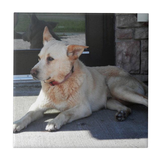 Azulejo De Cerâmica Um cão com a história (Frente)