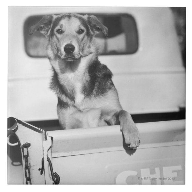 Azulejo De Cerâmica Um cão em um carro (Frente)