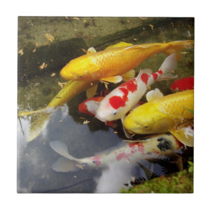 Azulejo De Cerâmica Um cheio da via navegável de carpas japonesas do