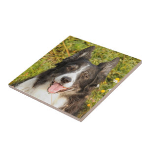 Azulejo De Cerâmica Um Collie de Borda Muito Amigável