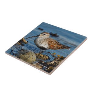 Azulejo De Cerâmica Um Dunlin bonito fica solo