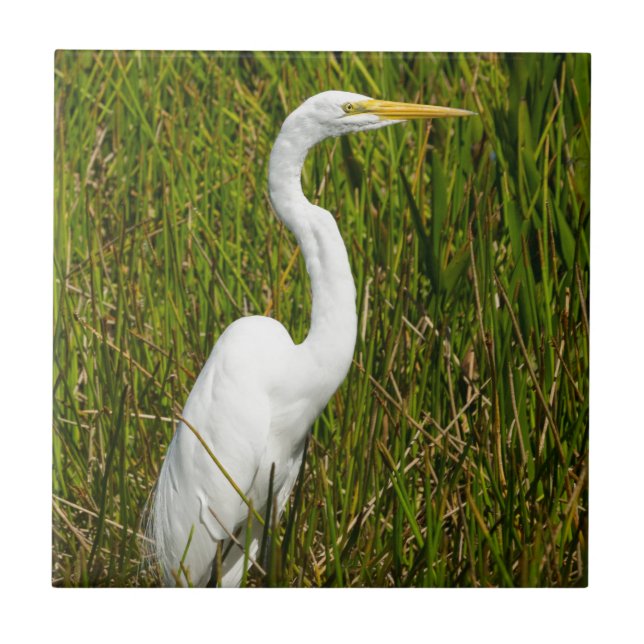 Azulejo De Cerâmica Um Egret branco no pântano (Frente)