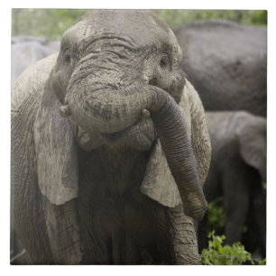 Azulejo De Cerâmica Um elefante africano novo (africana do Loxodonta)