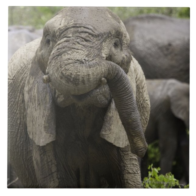Azulejo De Cerâmica Um elefante africano novo (africana do Loxodonta) (Frente)