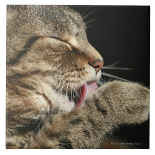 Azulejo De Cerâmica Um gato de gato malhado que lambe seu paw.