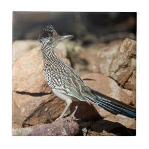 Azulejo De Cerâmica Um papa-léguas pausa momentaneamente em sua busca