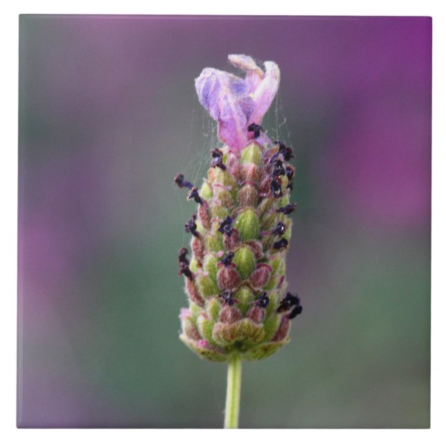Azulejo De Cerâmica Um pedaço de Lavanda (Frente)