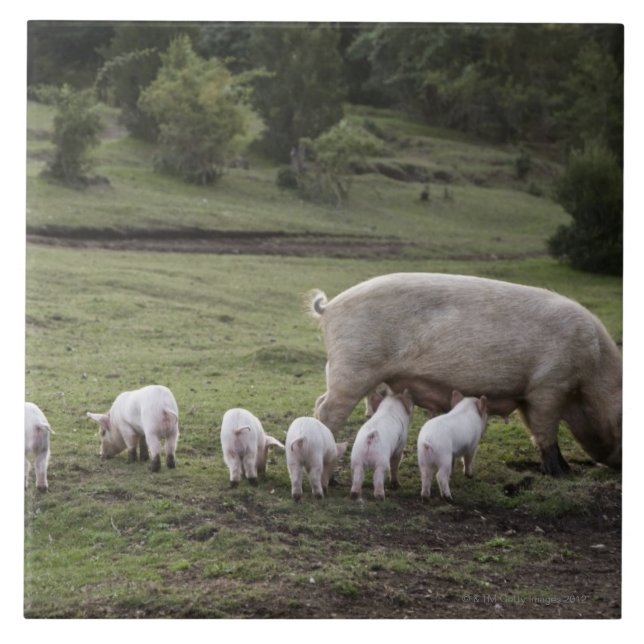 Azulejo De Cerâmica Um porco com leitão em um campo (Frente)