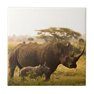 Azulejo De Cerâmica Um Rhino com seu bebê