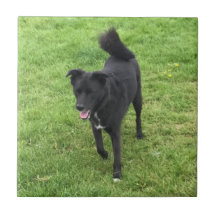 Um Rouco/Azulejo de cerâmica de laboratório surpre