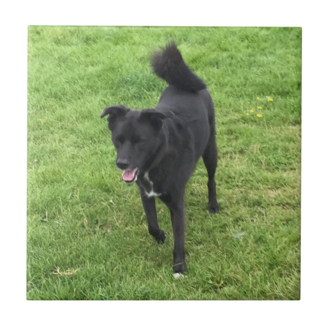 Azulejo De Cerâmica Um Rouco/Azulejo de cerâmica de laboratório surpre (Frente)