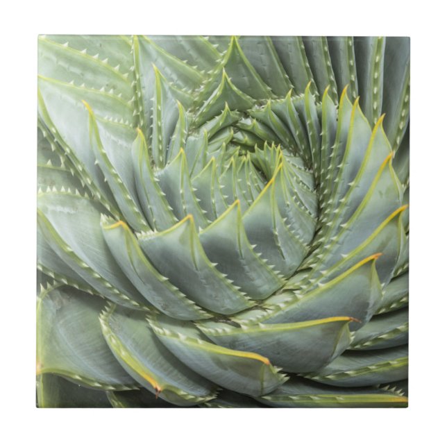 Azulejo De Cerâmica Um Succulent verde & branco (Frente)