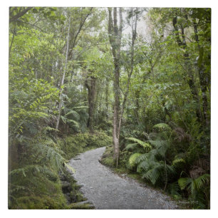 Azulejo De Cerâmica Um trajeto através de uma floresta tropical na