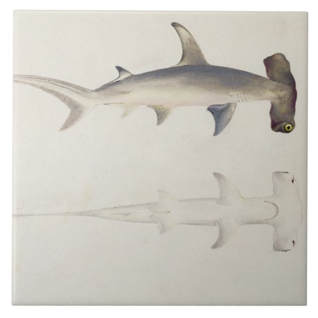 Azulejo De Cerâmica Um tubarão Martelo-dirigido, Loheia, atribuído (Frente)