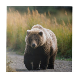 Azulejo De Cerâmica Um urso de Brown que anda em uma fuga