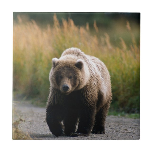 Azulejo De Cerâmica Um urso de Brown que anda em uma fuga (Frente)