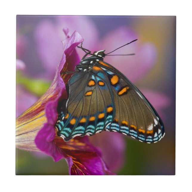 Azulejo De Cerâmica Uma borboleta (Frente)