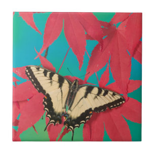 Azulejo De Cerâmica Uma Borboleta Canadense Tiger Swallowtail