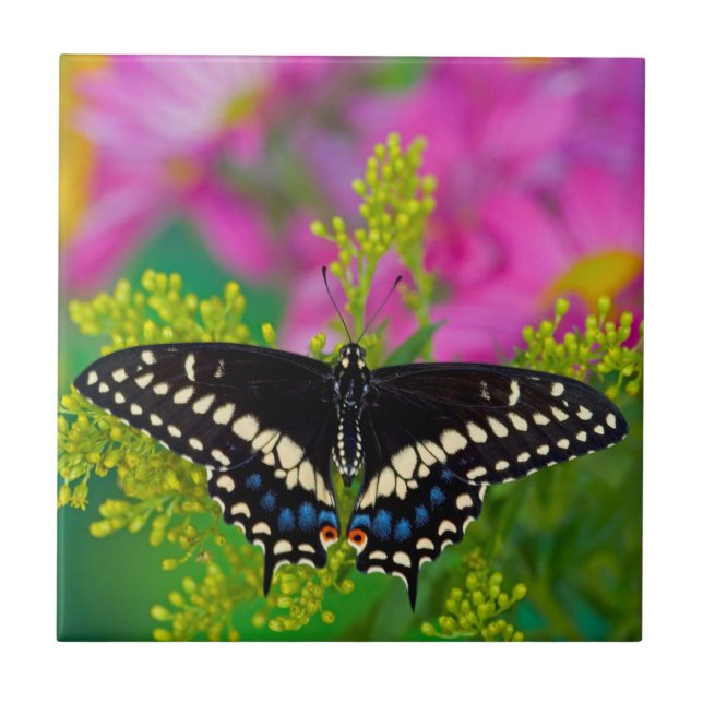 Azulejo De Cerâmica Uma Borboleta Rabo de Andorinha Pousando (Frente)