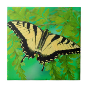 Azulejo De Cerâmica Uma Borboleta Rabo de Andorinha Pousando
