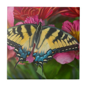 Azulejo De Cerâmica Uma Borboleta Rabo de Andorinha Tigre