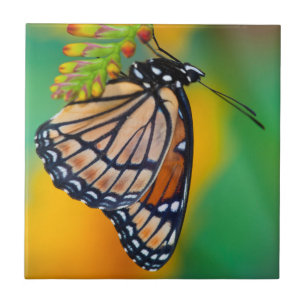 Azulejo De Cerâmica Uma Borboleta Vice-Rei em Flores