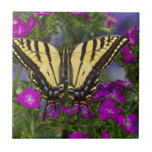 Azulejo De Cerâmica Uma Borboleta Vice-Rei em Flores Rosa Escuro