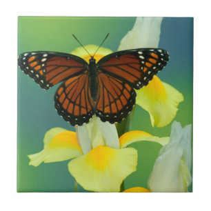 Azulejo De Cerâmica Uma Borboleta Vice-Rei em um Lírio Japonês Amarelo