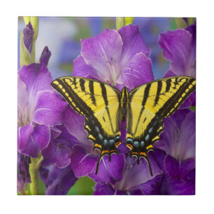 Azulejo De Cerâmica Uma Borboleta Viceroy em Gladíolos Roxos