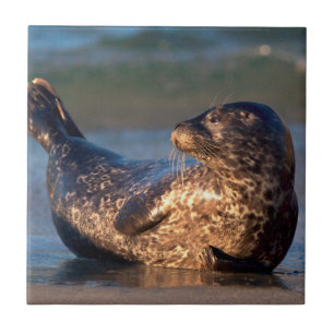 Azulejo De Cerâmica Uma foca bebê levantando a cauda