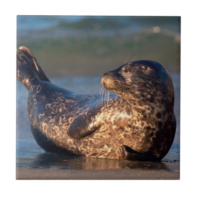 Azulejo De Cerâmica Uma foca bebê levantando a cauda (Frente)
